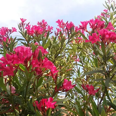 Διαμέρισμα Oleandri1 Mit Blick Auf Wasser By Interhome Οπατία